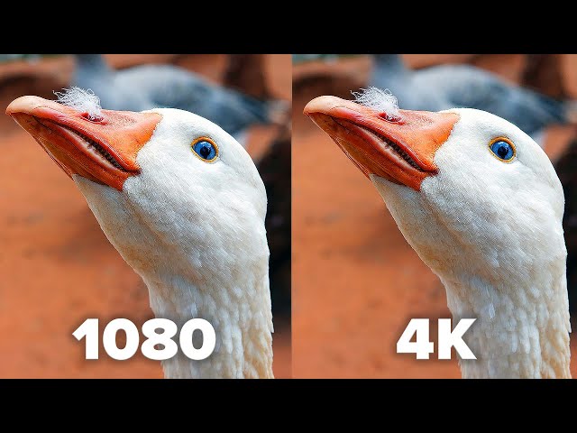 Understanding 1080p VS 4K: Which Resolution is Right for You?