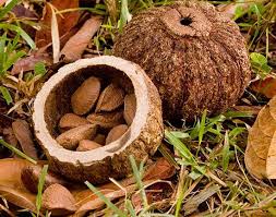 Buy Brazil Nuts Online: How to Choose, Order, and Enjoy Them Safely