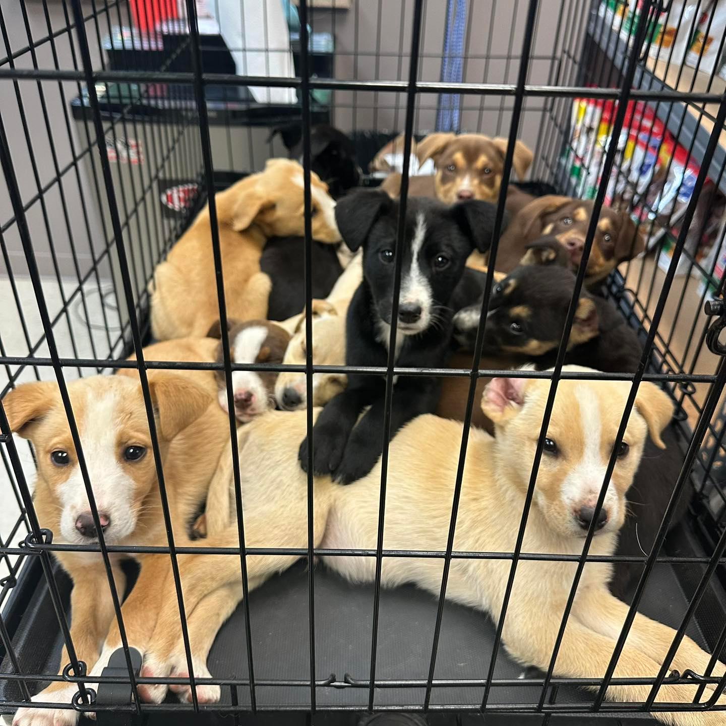 Pikeville Animal Shelter A Beacon of Hope for Homeless Pets Pikeville Animal Shelter A Beacon of Hope for Homeless Pets