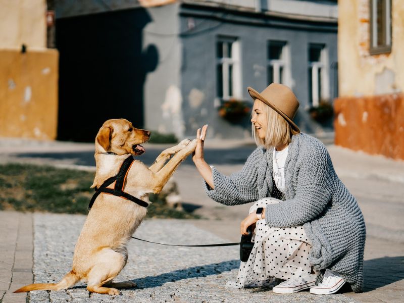 Why Every Dog Owner Should Have a Foldable Grooming Table at Home